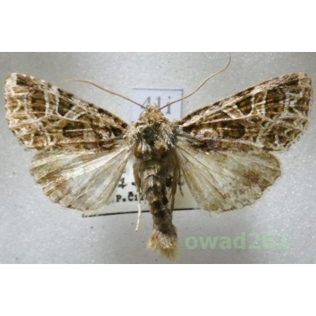 Sideridis rivularis (Fabricius, 1775) Czech41i